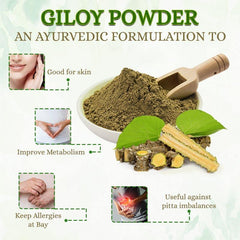 Giloy / Kwath / Guduchi / Tinospora cordifolia Powder