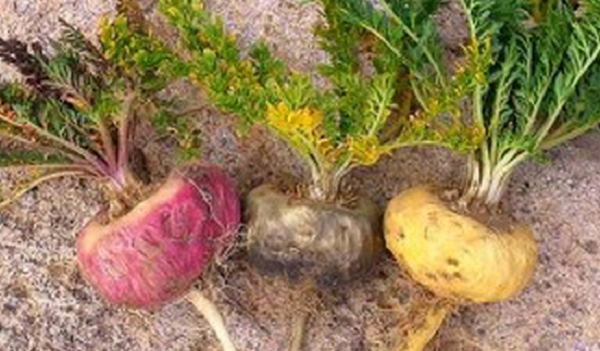 Difference Between Yellow, Red & Black Maca Root