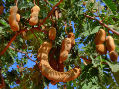 Tamarind / Imli (Tamarindus indica) Spray Dried Fruit Powder