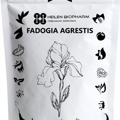 Fadogia Agrestis Extract Powder