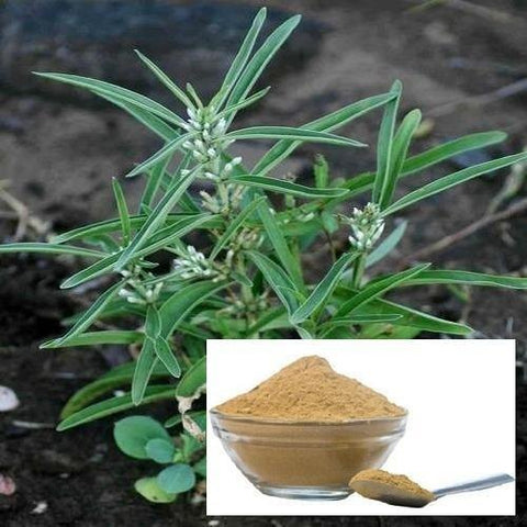 Heilen Biopharm Mamejava Herbal Powder (Enicostemma Littorale) Kariyatu/Chota-kirayat