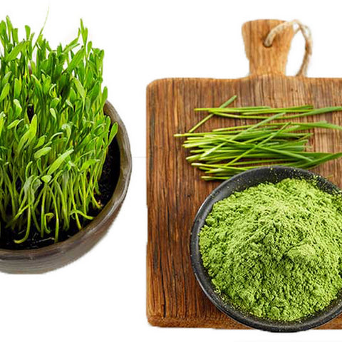 Organic Wheat Grass Powder - Gluten Free!!!!!